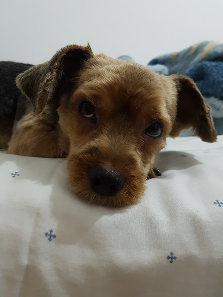 Foto 1 Clínica Veterinária Bicho Zen