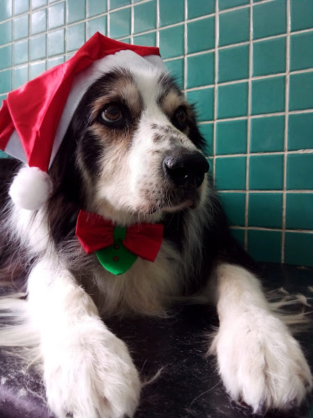 Foto 1 Clínica Veterinária Cuidar