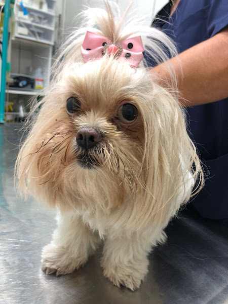 Foto 2 Clínica Veterinária Cuidar