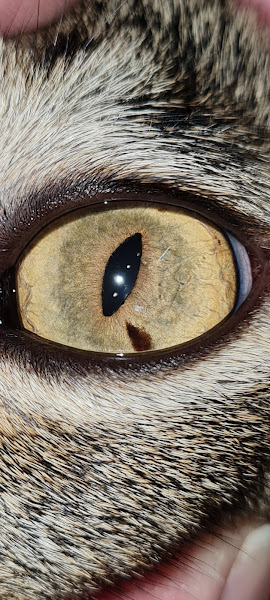 ATENDIMENTO MEDICO ANIMAL CENTRO DE ESPECIALIDADES VETERINÁRIAS CLÍNICAS E CIRÚRGICAS (CLINICA PARTICULAR)