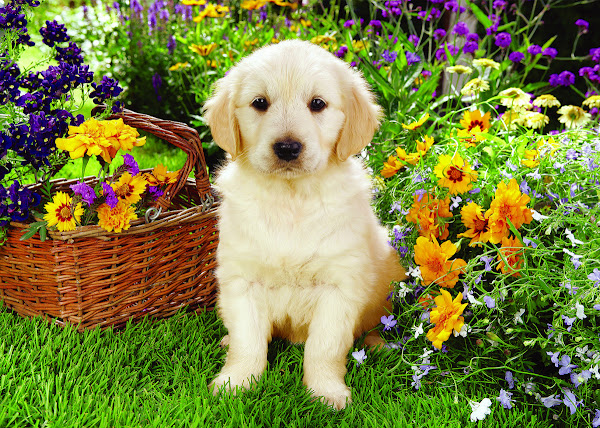 Foto 3 ATENDIMENTO MEDICO ANIMAL CENTRO DE ESPECIALIDADES VETERINÁRIAS CLÍNICAS E CIRÚRGICAS (CLINICA PARTICULAR)