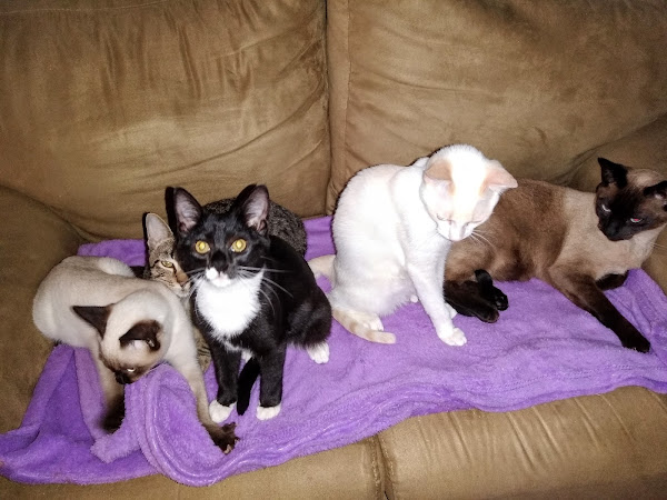 Pet Seven Clínica Veterinária