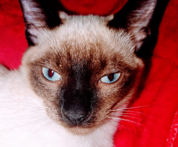 Foto 2 Pet Seven Clínica Veterinária