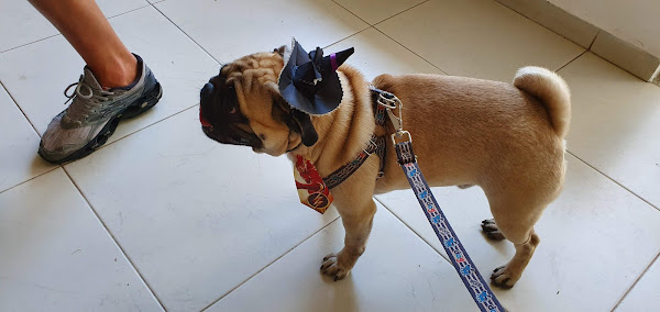 Clínica Veterinária Jardim França - Santana Zona Norte São Paulo