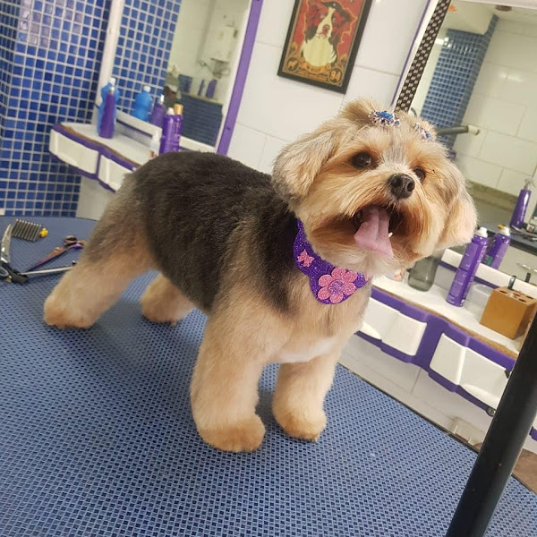 Foto 1 Clínica Veterinária Jardim França - Santana Zona Norte São Paulo