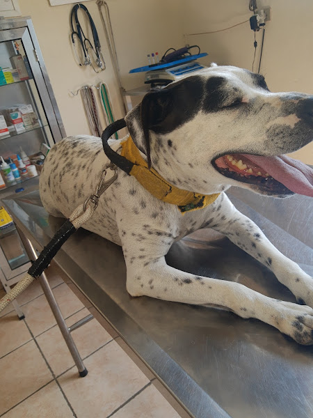 Foto 4 Clínica Veterinária São Miguel