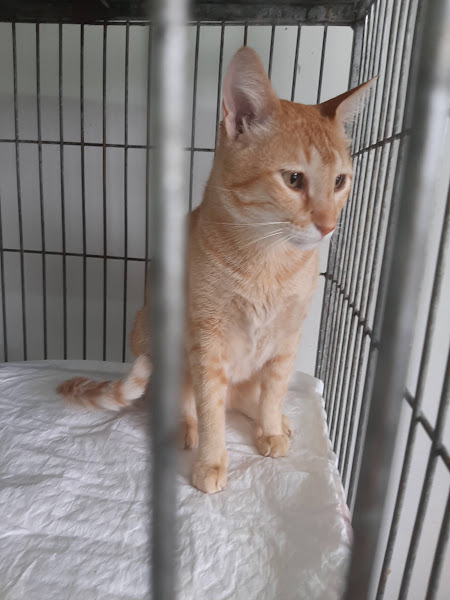 Foto 2 Clínica Veterinária Bichuchu