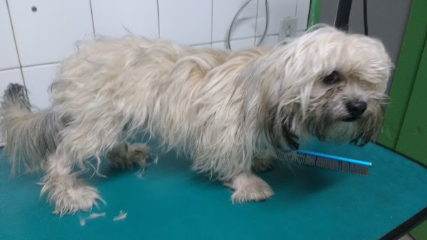 Foto 3 Clínica Veterinária Bichuchu