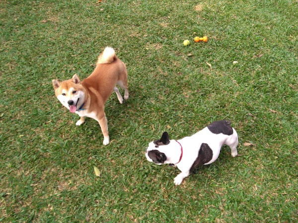 Clínica Veterinária e Pet Shop Dra. Bia