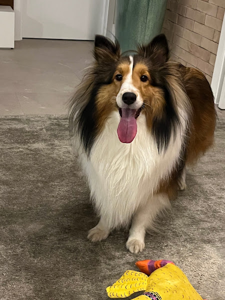 Foto 2 Clínica Veterinária Patrícia Marques