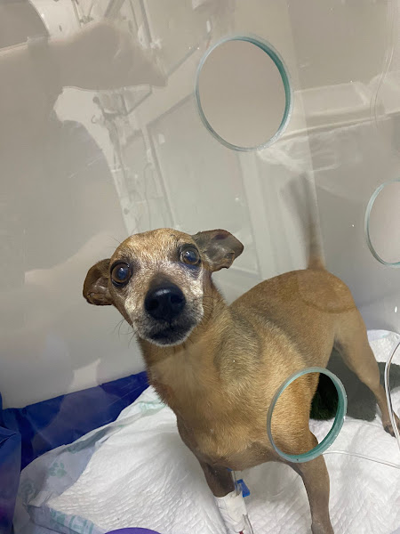 Foto 2 SaveVet - Centro Veterinário 24h