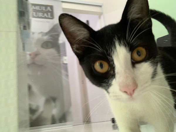 Clínica Veterinária Prevent Vet