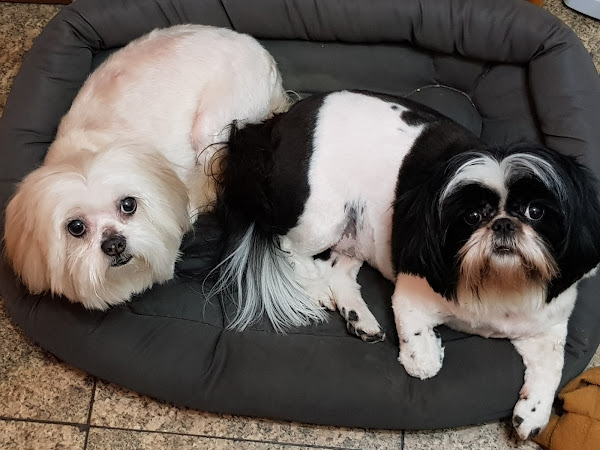 Foto 4 Cemevet Centro Médico Veterinário