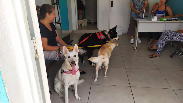 Foto 2 Clínica Veterinária City América