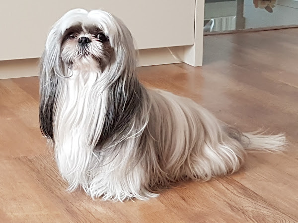 Clínica Veterinária Paulista