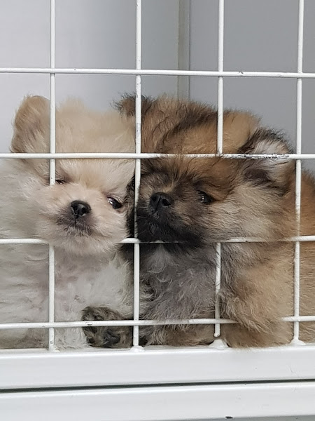 Foto 1 Clínica Veterinária Paulista