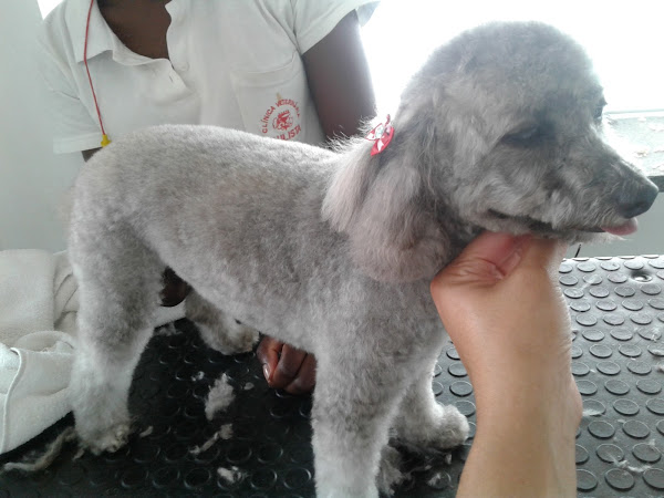 Foto 2 Clínica Veterinária Paulista