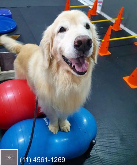 Foto 4 Vet Therapy Reabilitação Animal Rebouças. Clínica de Fisioterapia Veterinária em Pinheiros
