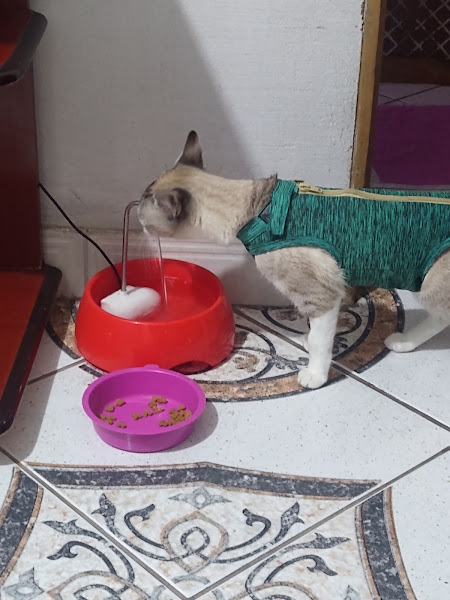 Clínica Veterinária Estimakão