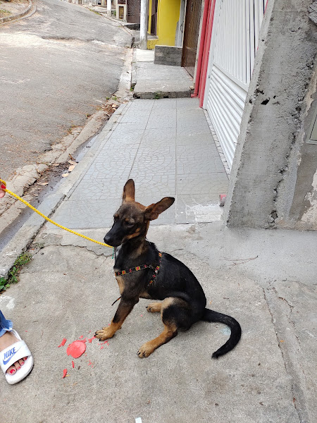 Foto 2 Clínica Veterinária Estimakão