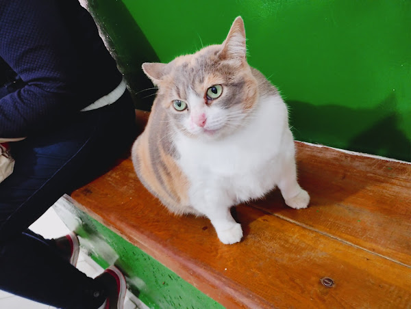 Foto 3 Clínica Veterinária Estimakão