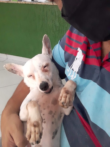 Foto 4 Clínica Veterinária Estimakão