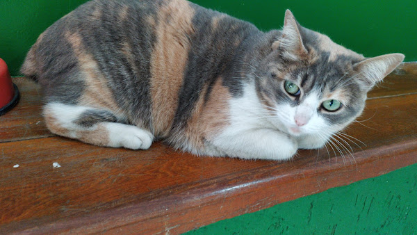 Foto 5 Clínica Veterinária Estimakão