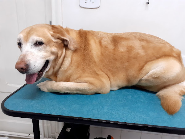 Foto 1 VETERINÁRIA BELA VISTA