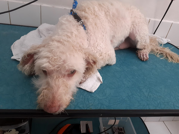 Foto 2 VETERINÁRIA BELA VISTA