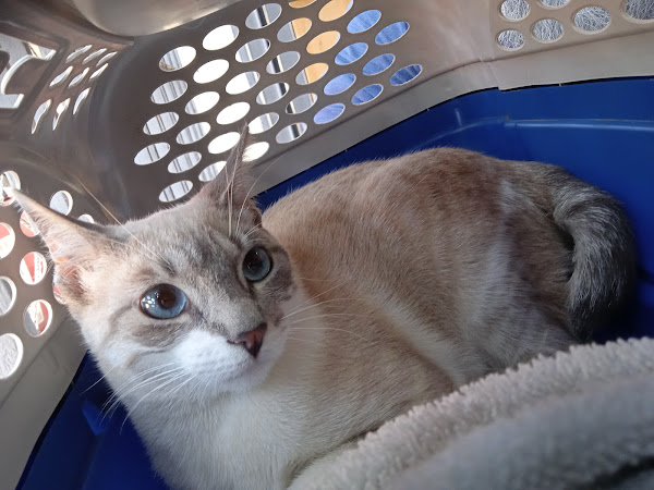 Anima Pet Clínica Veterinária