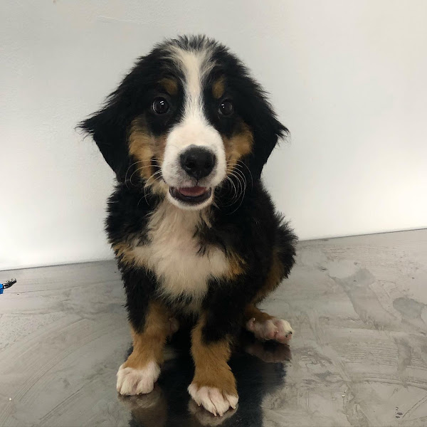 Foto 1 Anima Pet Clínica Veterinária