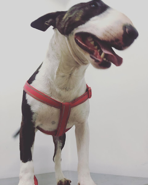 Foto 2 Anima Pet Clínica Veterinária