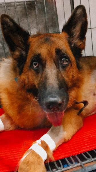 Foto 3 Anima Pet Clínica Veterinária