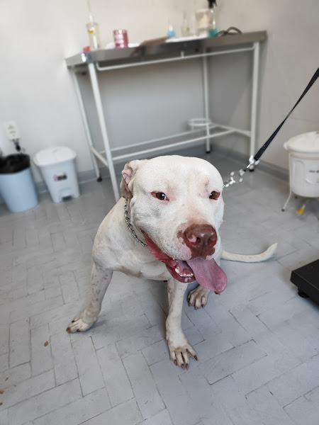 Foto 4 Anima Pet Clínica Veterinária