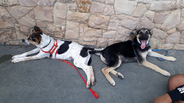 Foto 1 Centro Veterinário Bem Estar Animal