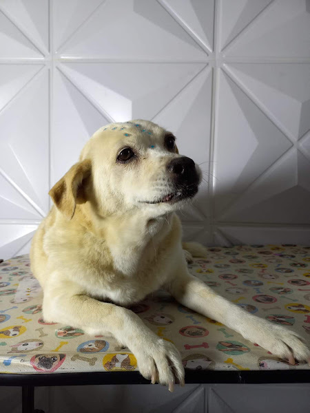 Foto 2 Centro Veterinário Bem Estar Animal