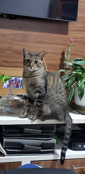 Clínica Veterinária Curumau