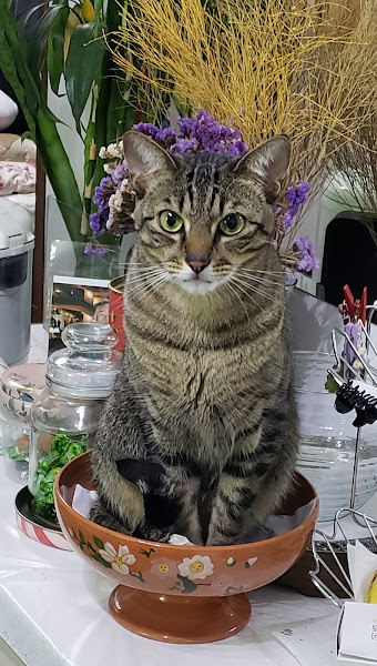 Foto 1 Clínica Veterinária Curumau