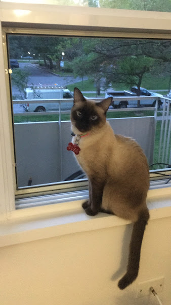 Foto 2 Clínica Veterinária Curumau