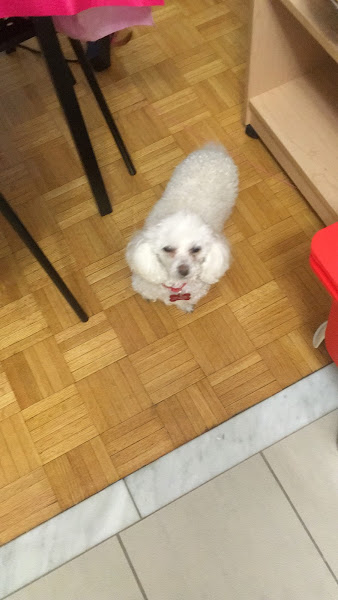 Foto 3 Clínica Veterinária Curumau