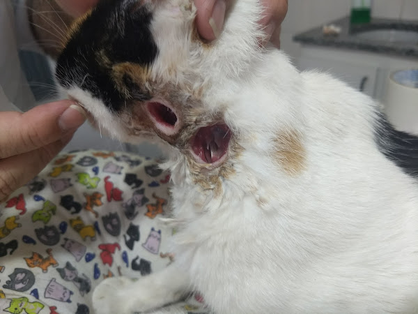 Foto 1 Veterinaria Clinica