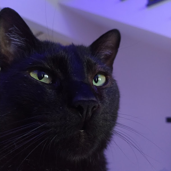 Foto 3 Clínica Veterinária - OSABICHÃO Foto 3 Clínica Veterinária - OSABICHÃO