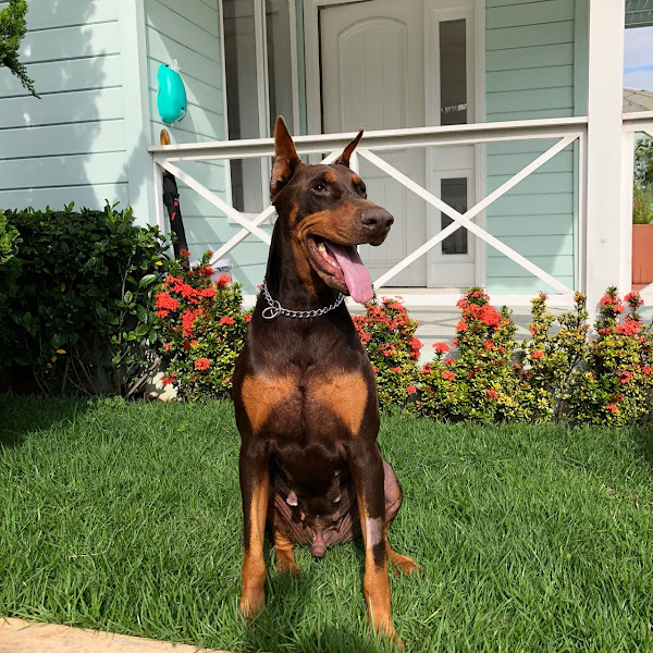 Foto 1 Clínica Veterinária Strix