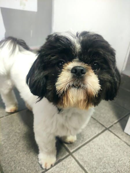 Cão Fiel Clínica Veterinária