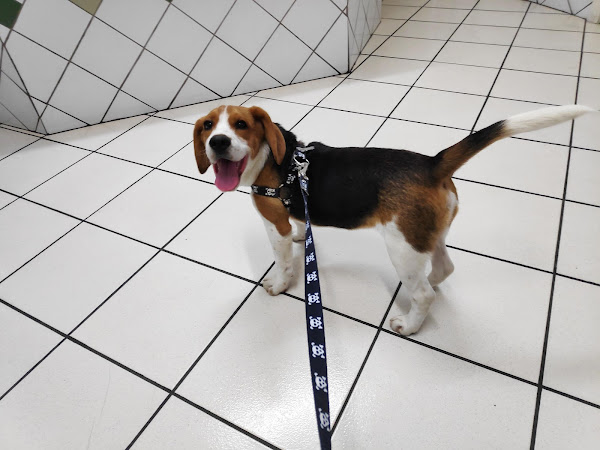 Foto 1 Cão Fiel Clínica Veterinária