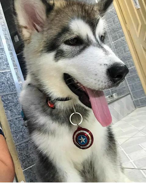 Foto 2 Cão Fiel Clínica Veterinária