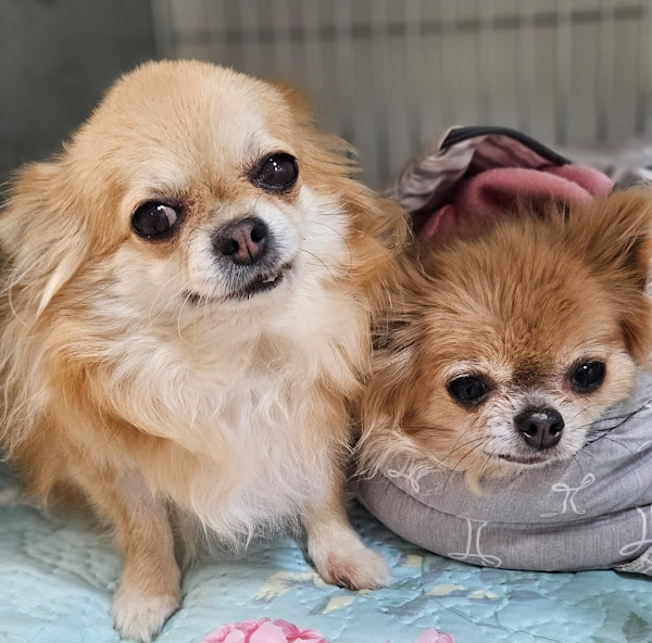 Foto 2 SMILE4PETS - Centro Veterinário de Especialidades