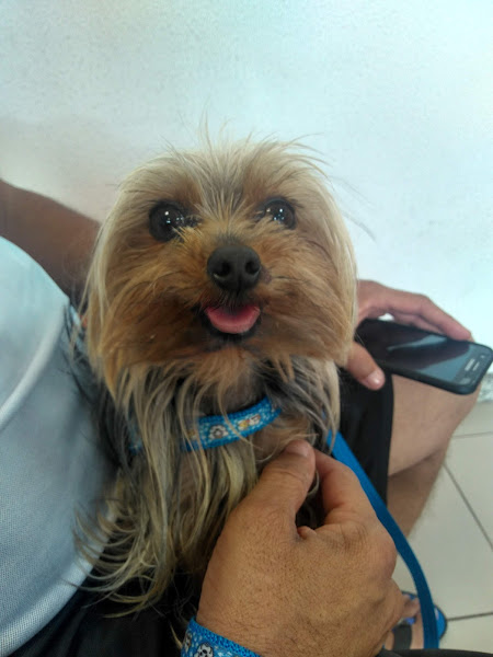 Hospital Veterinário Fofão