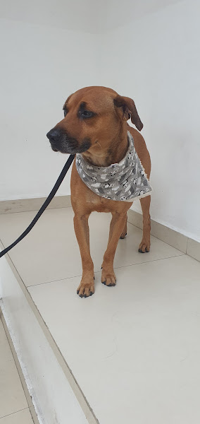 Foto 1 Hospital Veterinário Fofão