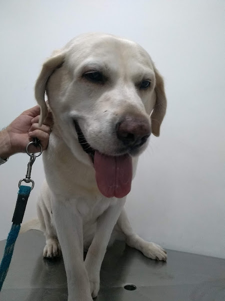 Animais Veterinária